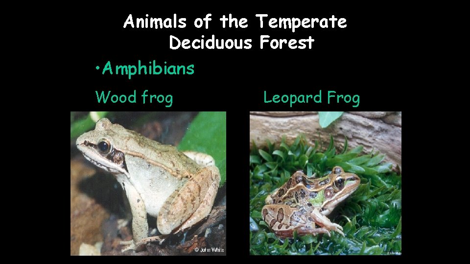 Animals of the Temperate Deciduous Forest • Amphibians Wood frog Leopard Frog 