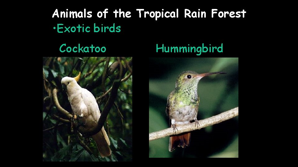 Animals of the Tropical Rain Forest • Exotic birds Cockatoo Hummingbird 