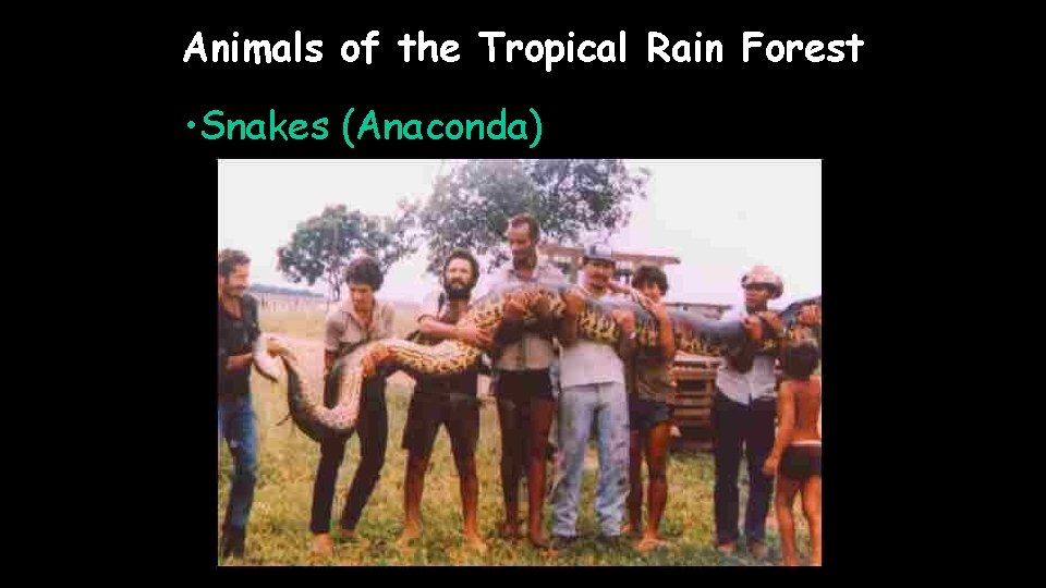 Animals of the Tropical Rain Forest • Snakes (Anaconda) 