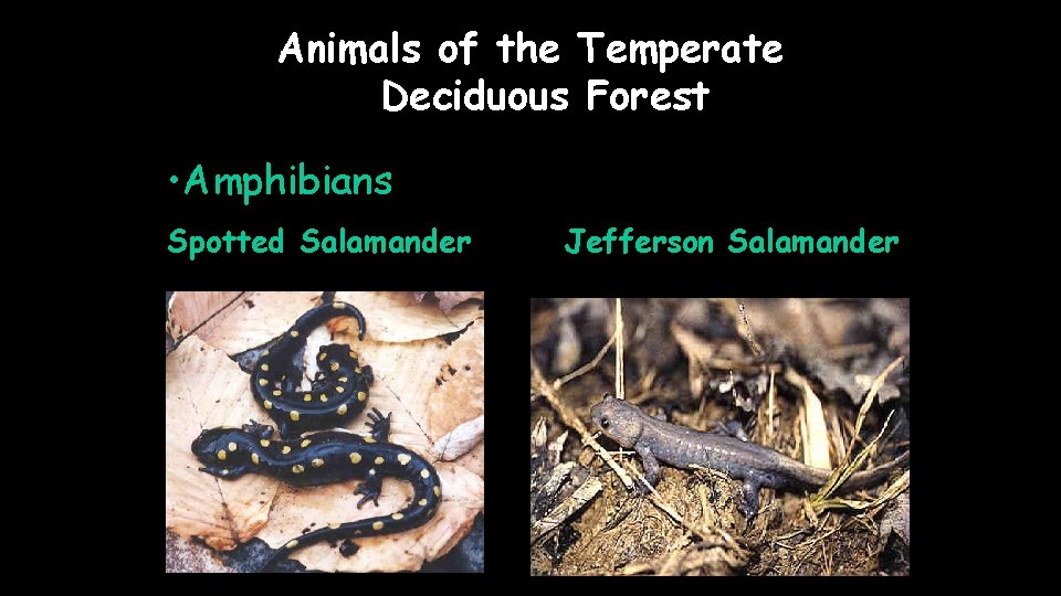 Animals of the Temperate Deciduous Forest • Amphibians Spotted Salamander Jefferson Salamander 