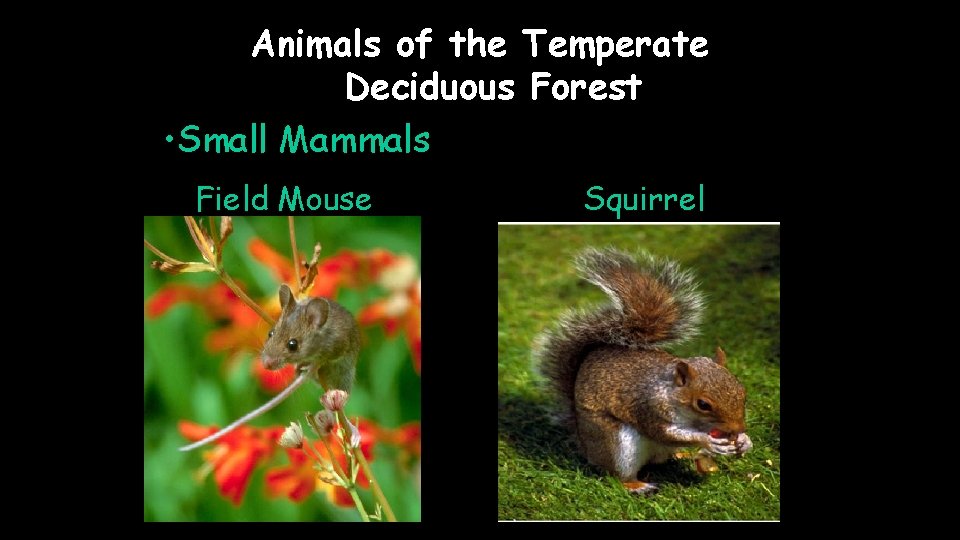 Animals of the Temperate Deciduous Forest • Small Mammals Field Mouse Squirrel 