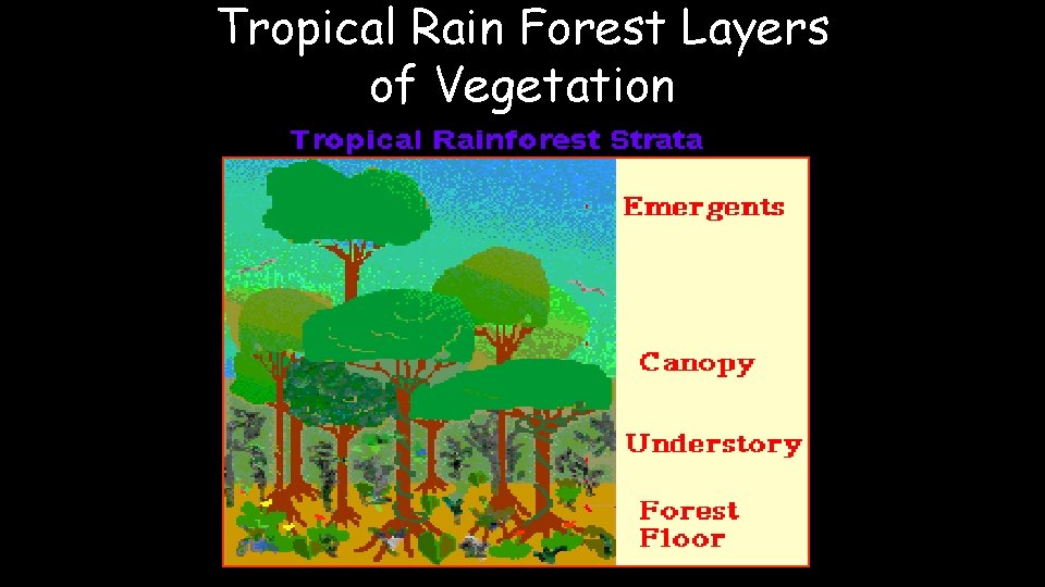 Tropical Rain Forest Layers of Vegetation 