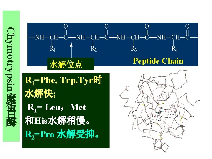 Chymotrypsin 糜 蛋 白 酶 水解位点 Peptide Chain R 1=Phe, Trp, Tyr时 水解快; R