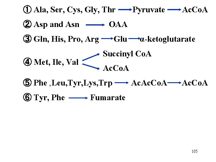 ① Ala, Ser, Cys, Gly, Thr ② Asp and Asn Glu α-ketoglutarate Succinyl Co.