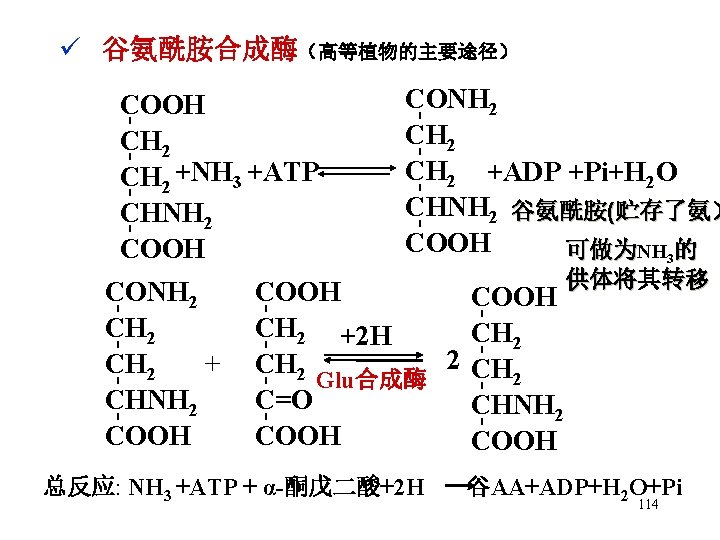 ü 谷氨酰胺合成酶（高等植物的主要途径） 总反应: NH 3 +ATP + α-酮戊二酸+2 H 供体将其 供体将 转移 - -