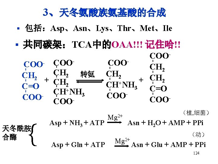 3、天冬氨酸族氨基酸的合成 § 包括：Asp、Asn、Lys、Thr、Met、Ile § 共同碳架：TCA中的OAA!!! 记住哈!! Mg 2+ - - Asp + NH 3