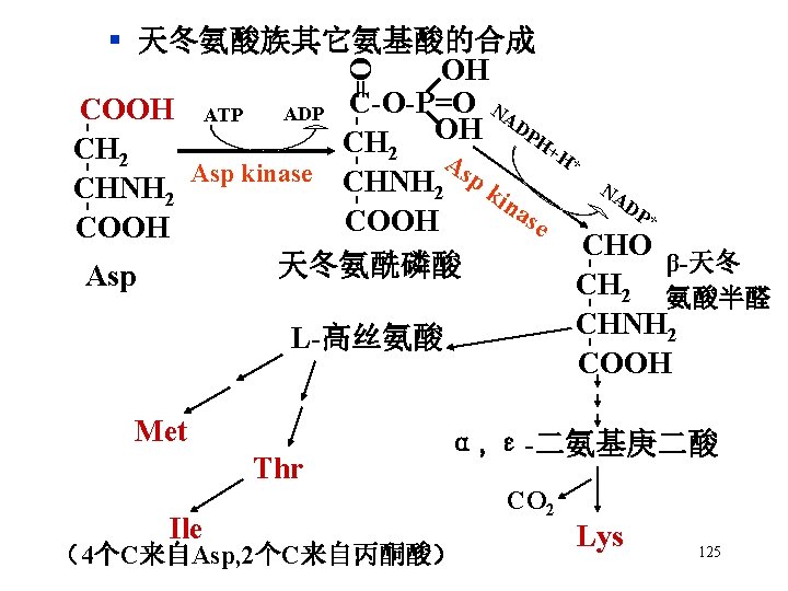 - - - O= - - - § 天冬氨酸族其它氨基酸的合成 OH COOH ATP ADP C-O-P=O