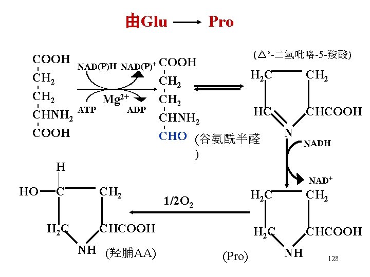 由Glu COOH NAD(P)+ COOH ATP Mg 2+ ADP COOH C H 2 C CH