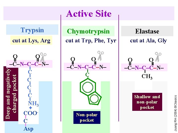 Active Site cut at Lys, Arg Deep and negatively charged pocket O O –C–N–C–C–N–