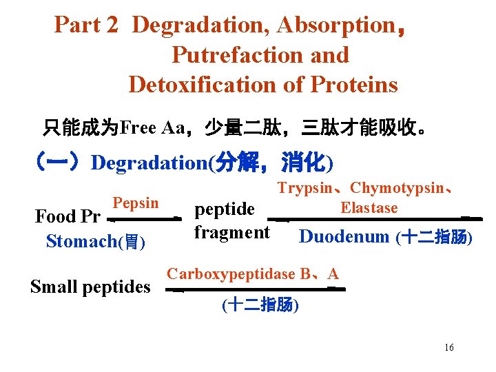 Part 2 Degradation, Absorption， Putrefaction and Detoxification of Proteins 只能成为Free Aa，少量二肽，三肽才能吸收。 （一）Degradation(分解，消化) Pepsin Food