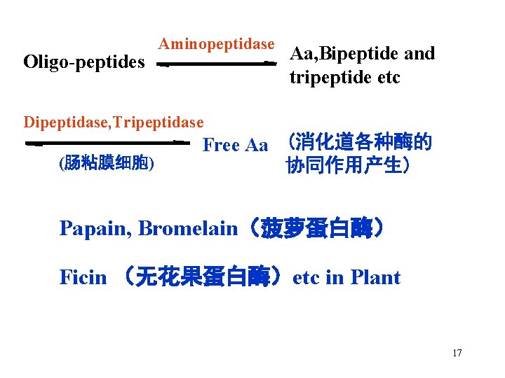 Oligo-peptides Aminopeptidase Aa, Bipeptide and tripeptide etc Dipeptidase, Tripeptidase (肠粘膜细胞) Free Aa (消化道各种酶的 协同作用产生)