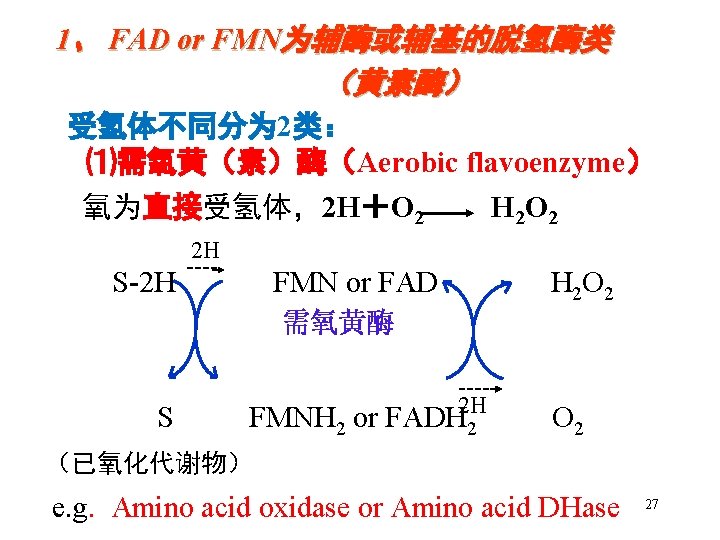 1、 FAD or FMN为辅酶或辅基的脱氢酶类 （黄素酶） 受氢体不同分为 2类： ⑴需氧黄（素）酶（Aerobic flavoenzyme） 氧为直接受氢体，2 H＋O 2 H 2