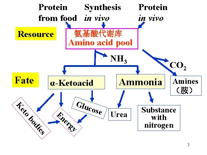 Protein Synthesis from food in vivo Resource Protein in vivo 氨基酸代谢库 Amino acid pool