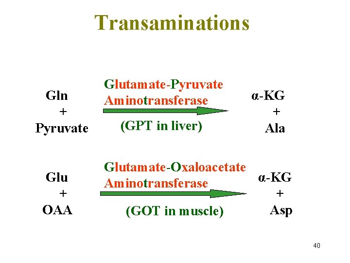 Transaminations Gln + Pyruvate Glu + OAA Glutamate-Pyruvate Aminotransferase (GPT in liver) α-KG +