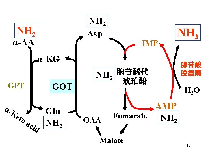 NH 2 Asp NH 2 α-AA IMP α-KG NH 2 腺苷酸代 GPT α -K