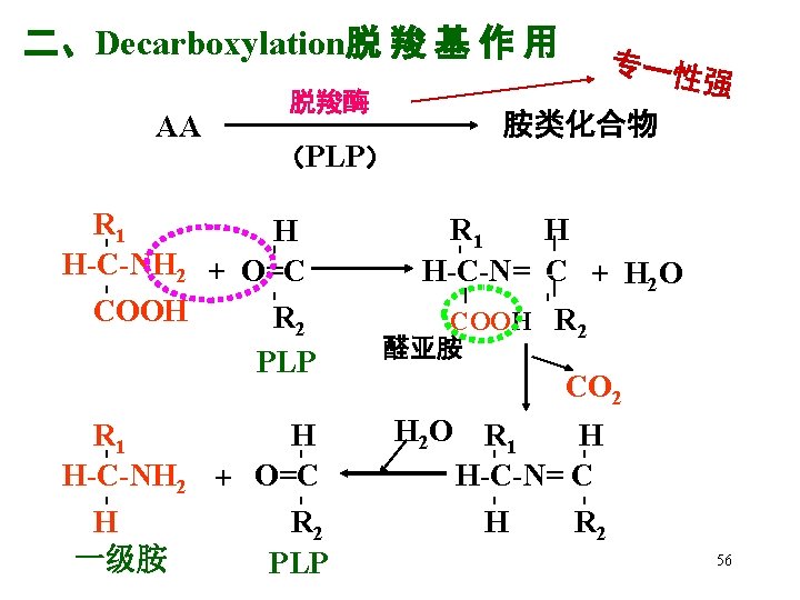 二、Decarboxylation脱 羧 基 作 用 AA 专一性 强 脱羧酶 胺类化合物 （PLP） - - 醛亚胺