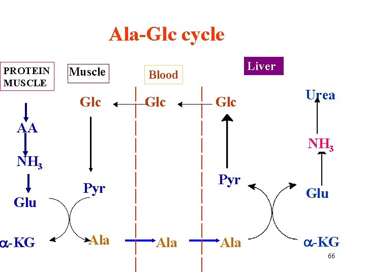 Ala-Glc cycle PROTEIN MUSCLE Muscle Glc AA NH 3 Glu -KG Pyr Ala Liver