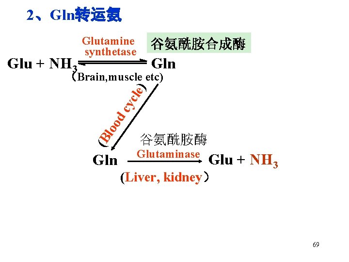 2、Gln转运氨 Glu + NH 3 Glutamine synthetase 谷氨酰胺合成酶 Gln (B loo dc yc le)