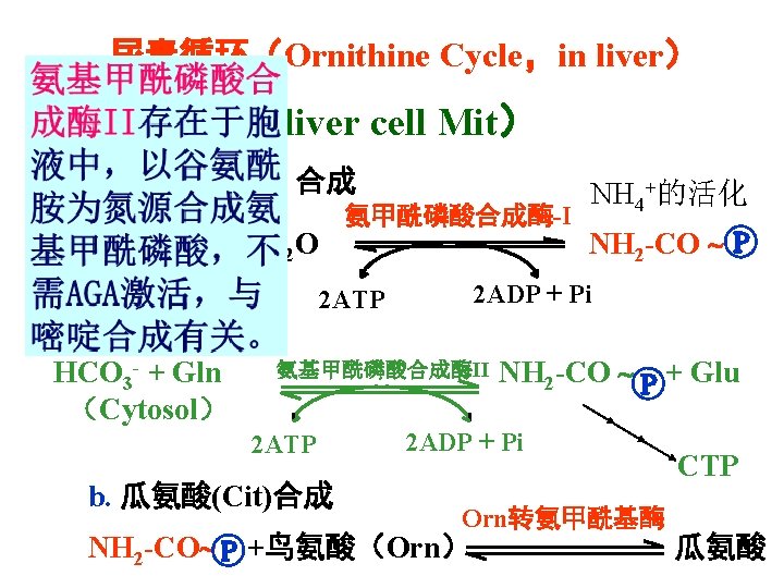 尿素循环（Ornithine Cycle，in liver） 1、Process（liver cell Mit） a. 氨甲酰－ 合成 氨甲酰磷酸合成酶-I CO 2 + NH
