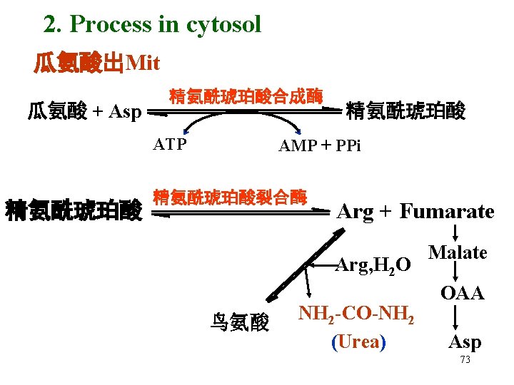 2. Process in cytosol 瓜氨酸出Mit 瓜氨酸 + Asp 精氨酰琥珀酸合成酶 ATP 精氨酰琥珀酸 AMP + PPi