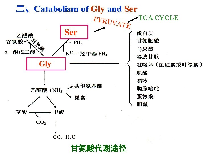 二、Catabolism of Gly and Ser PYRU VATE TCA CYCLE Gly 甘氨酸代谢途径 88 