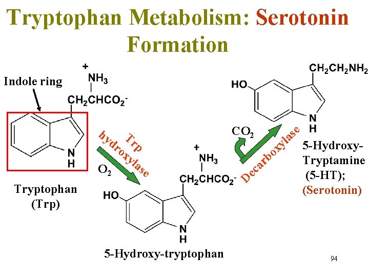 Tryptophan Metabolism: Serotonin Formation Indole ring hy T dr rp ox yl as O