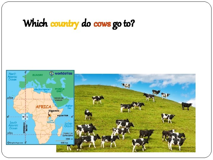 Which country do cows go to? 우간다 