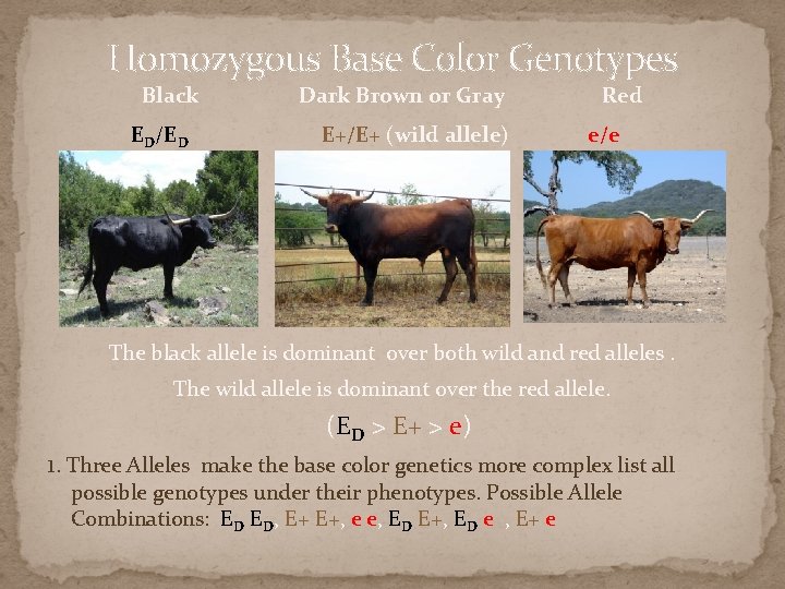 Homozygous Base Color Genotypes Black ED/ED Dark Brown or Gray E+/E+ (wild allele) Red