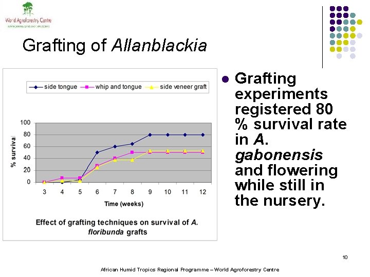 Grafting of Allanblackia l Grafting experiments registered 80 % survival rate in A. gabonensis