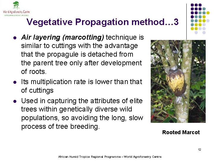 Vegetative Propagation method… 3 l l l Air layering (marcotting) technique is similar to