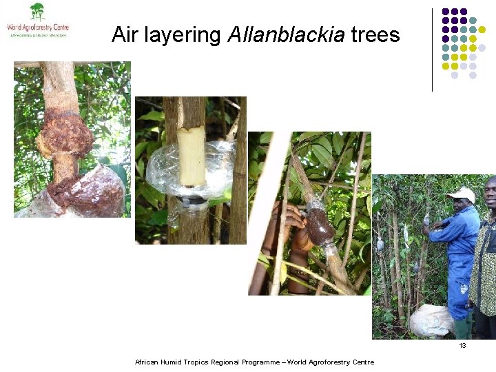 Air layering Allanblackia trees 13 African Humid Tropics Regional Programme – World Agroforestry Centre