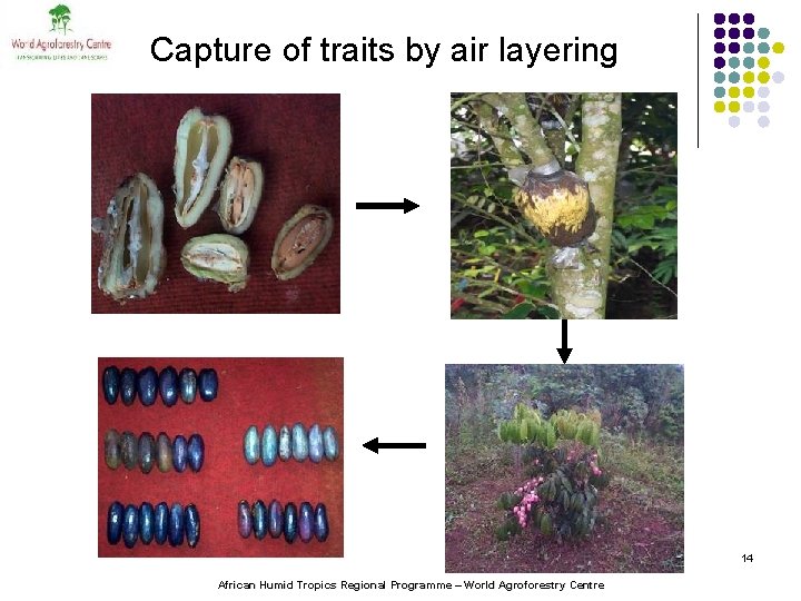 Capture of traits by air layering Noel cultivar 14 African Humid Tropics Regional Programme