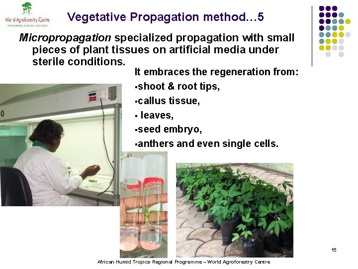 Vegetative Propagation method… 5 Micropropagation specialized propagation with small pieces of plant tissues on