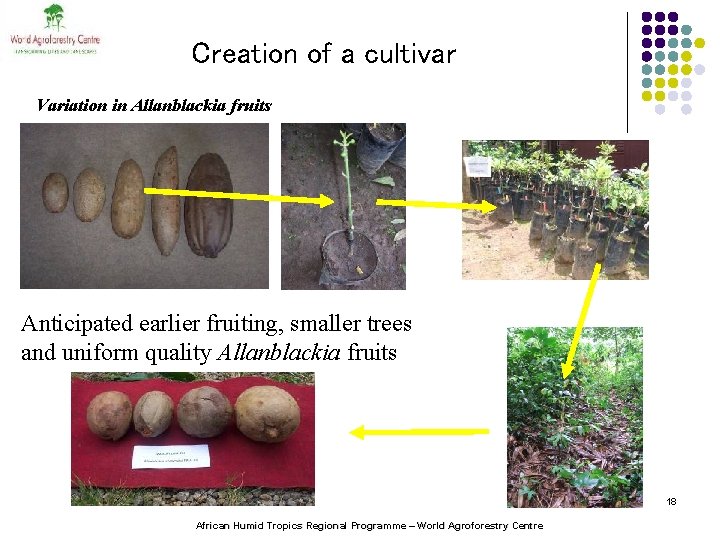 Creation of a cultivar Variation in Allanblackia fruits Anticipated earlier fruiting, smaller trees and