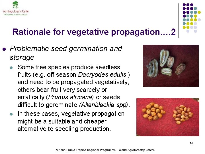 Rationale for vegetative propagation. … 2 l Problematic seed germination and storage l l