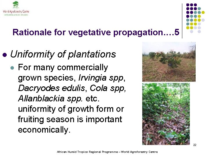 Rationale for vegetative propagation. … 5 l Uniformity of plantations l For many commercially