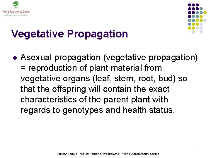 Vegetative Propagation l Asexual propagation (vegetative propagation) = reproduction of plant material from vegetative