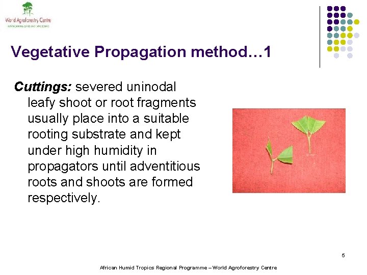 Vegetative Propagation methods theory Ebenezar Asaah ICRAFWCAHT BP