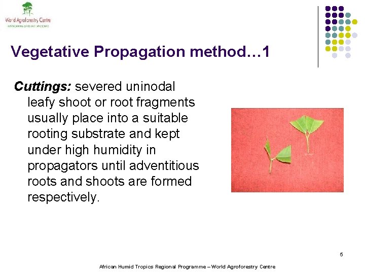 Vegetative Propagation method… 1 Cuttings: severed uninodal leafy shoot or root fragments usually place
