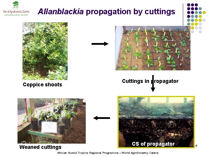 Allanblackia propagation by cuttings Coppice shoots Weaned cuttings Cuttings in propagator CS of propagator