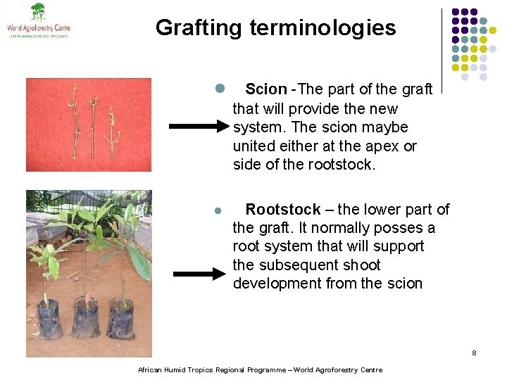 Grafting terminologies l Scion -The part of the graft that will provide the new