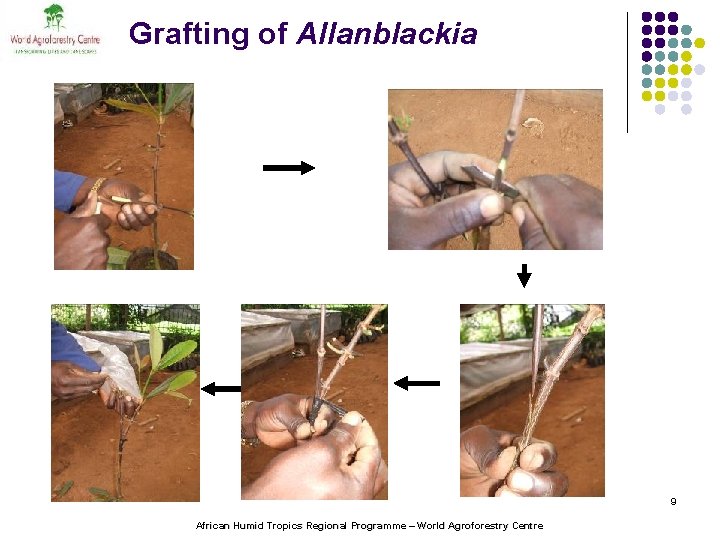 Grafting of Allanblackia 9 African Humid Tropics Regional Programme – World Agroforestry Centre 