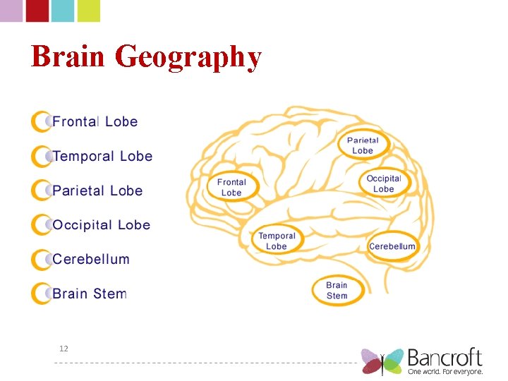 Brain Geography 12 