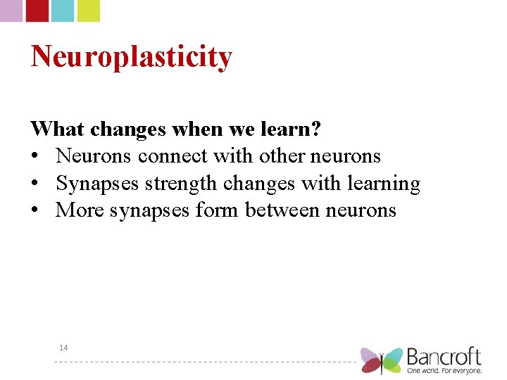 Neuroplasticity What changes when we learn? • Neurons connect with other neurons • Synapses