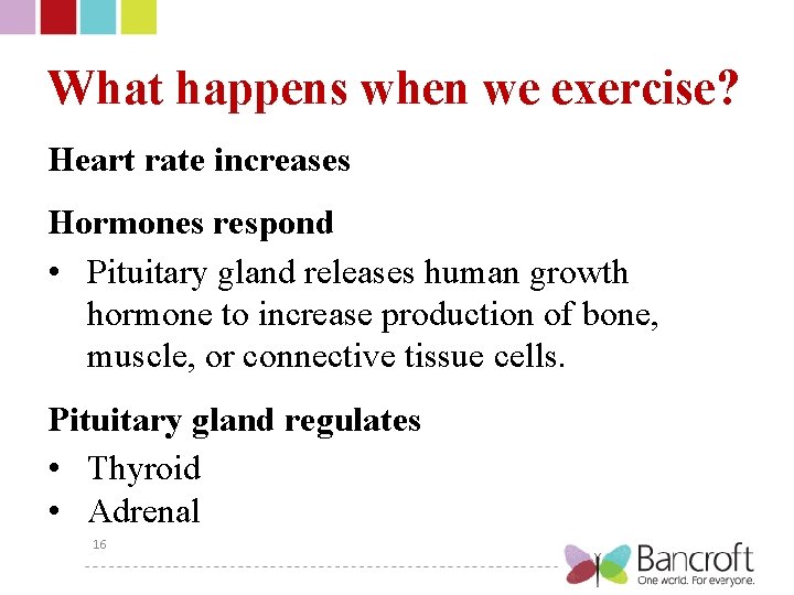 What happens when we exercise? Heart rate increases Hormones respond • Pituitary gland releases