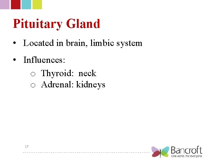 Pituitary Gland • Located in brain, limbic system • Influences: o Thyroid: neck o