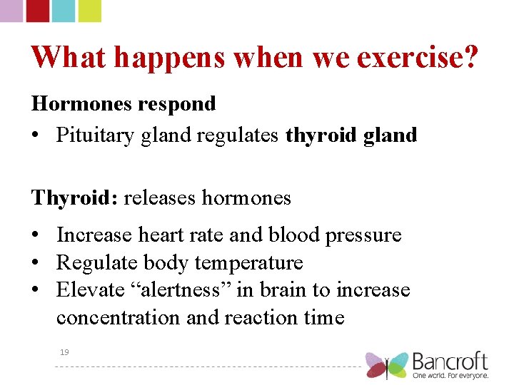 What happens when we exercise? Hormones respond • Pituitary gland regulates thyroid gland Thyroid: