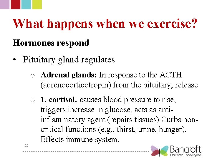 What happens when we exercise? Hormones respond • Pituitary gland regulates o Adrenal glands: