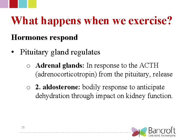 What happens when we exercise? Hormones respond • Pituitary gland regulates o Adrenal glands: