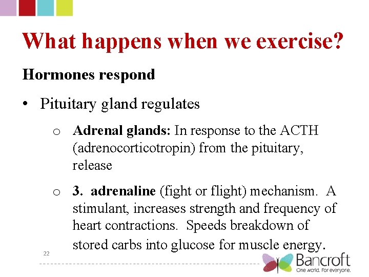What happens when we exercise? Hormones respond • Pituitary gland regulates o Adrenal glands: